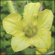 Watermelon flower