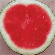 Cut mini seedless watermelon