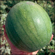 Mini seedless watermelon