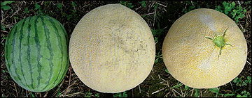 Mini seedless watermelon and muskmelons