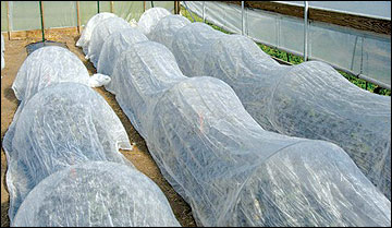 Row covers protect melons
