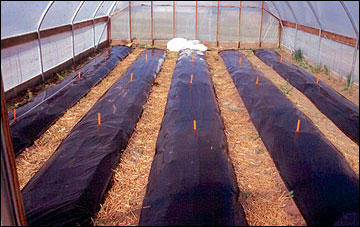 Black plastic mulch improve melon and watermelon yield and quality