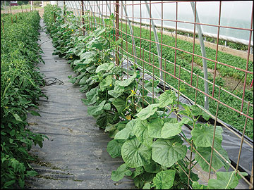 Trellising increases marketable yields