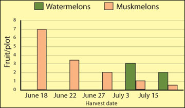 Marketable yield of Galia muskmelon and mini seedless watermelon