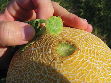 Muskmelons slip from the vine when mature