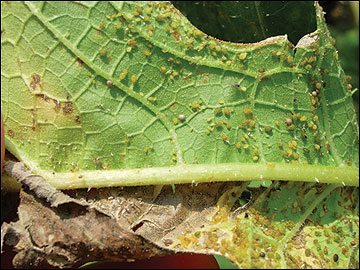 Leaves cup