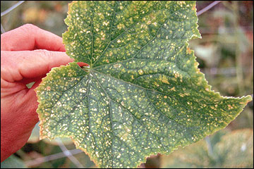 Thrips cause significant foliar damage