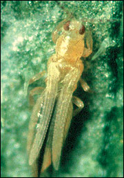 Adult thrips