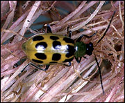 Spotted cucumber beetles
