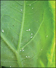 Whiteflies are late-season pests of high tunnel melons
