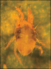 Twospotted spider mite