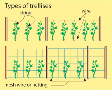Types of trellises