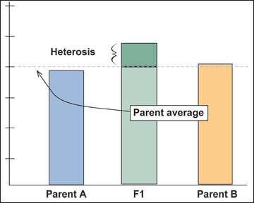 Expression of heterosis through crossbreeding