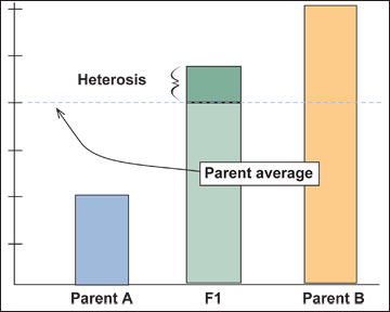 Expression of heterosis but without achieving trait superiority