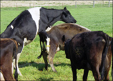 A cow's behavior