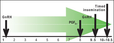 Ovsynch program protocol