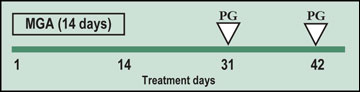 MGA and prostaglandin protocol for synchronizing heifers