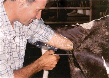 Artificial insemination