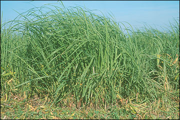 Big bluestem