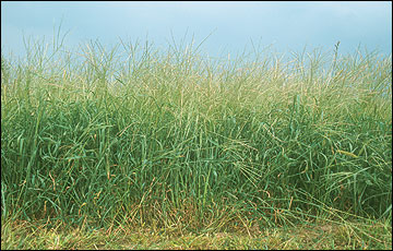 Crabgrass