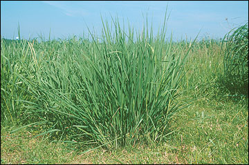 Indiangrass