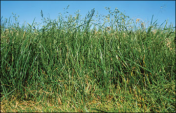 Perennial ryegrass