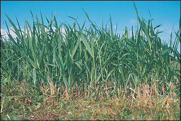 Reed canarygrass