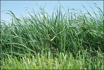 Annual ryegrass