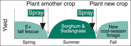 Replacing endophyte-infected tall fescue