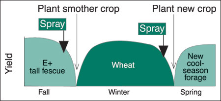 Replacing endophyte-infected tall fescue