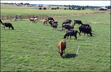 Fence and water distribution system