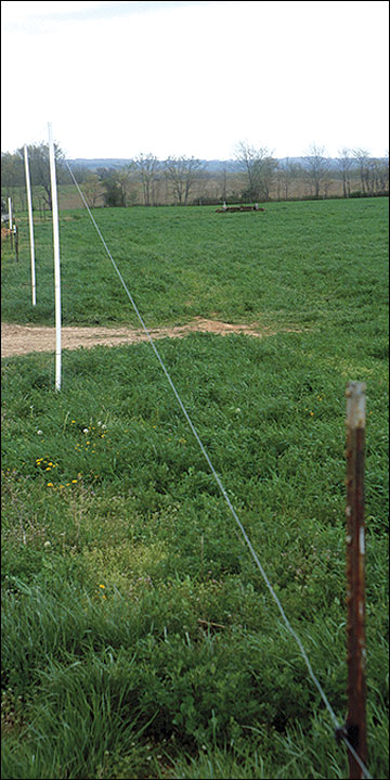 Single-wire fence