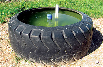 Large tires make good livestock watering tanks