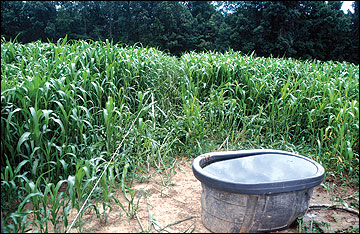 Plastic portable waterer