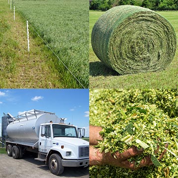 Understand the cost implications of each feed source. Grass, hay, silage and concentrate feed all vary in their cost per pound of dry matter.