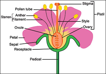 Basic flower anatomy