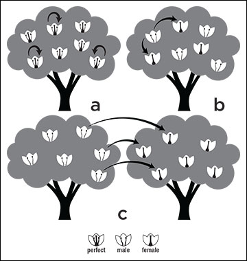 Monoecious plants have either (a) perfect flowers or (b) imperfect flowers. Dioecious plants have (c) male and female flowers on separate plants