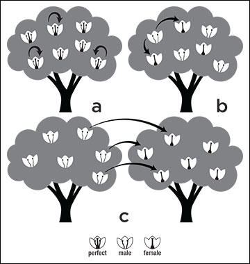 Illustration for Figure 2