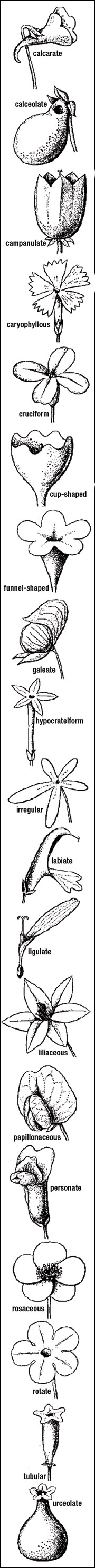 Flower shapesperfect flowers or (b) imperfect flowers. Dioecious plants have (c) male and female flowers on separate plants