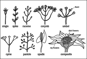 Kinds of inflorescences