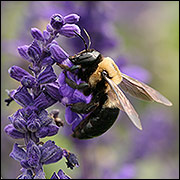 Carpenter bee