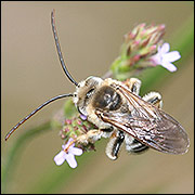 Long-horned bee