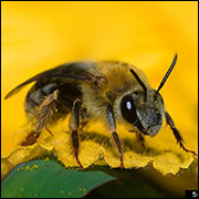 Squash bee