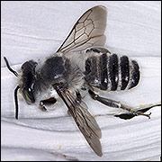 Leafcutter bee