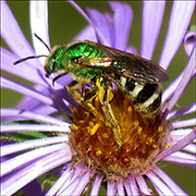 Sweat bee