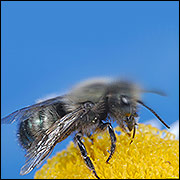 Mining bee