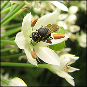 Masked bee