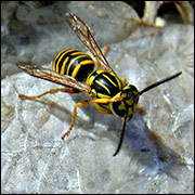 Yellowjacket