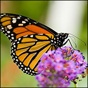 Monarch butterfly