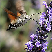 Hummingbird hawk-moth